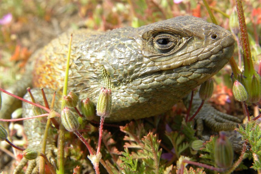 A close up of a green scaly lizard among red and green plants.