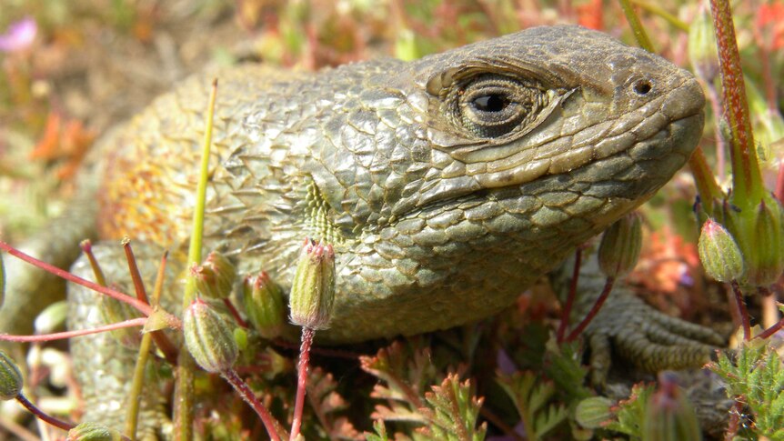 A close up of a green scaly lizard among red and green plants.