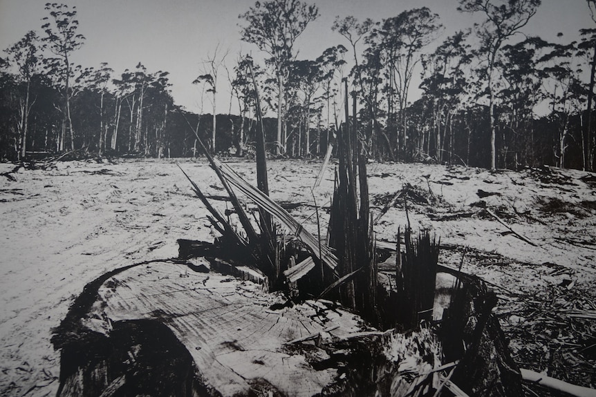 Black and white photo of clear-felled forest with a sawn tree stump in the foreground