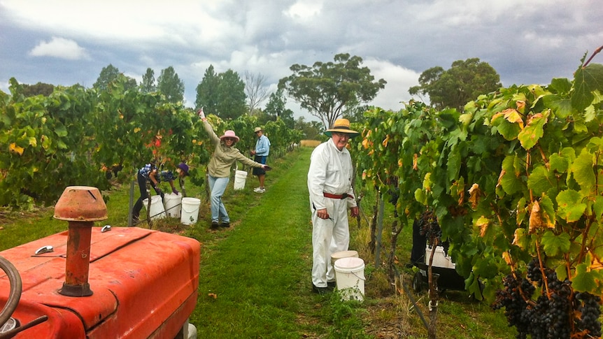 Volunteers known has pluckers help harvest grapes in Stanthorpe's Granite Belt region.