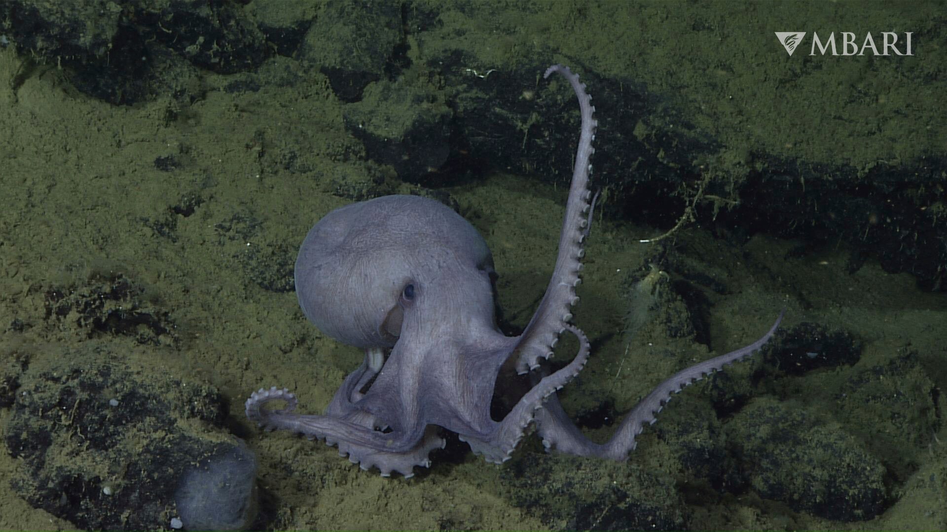 Heat from extinct underwater volcano helps octopus eggs hatch faster