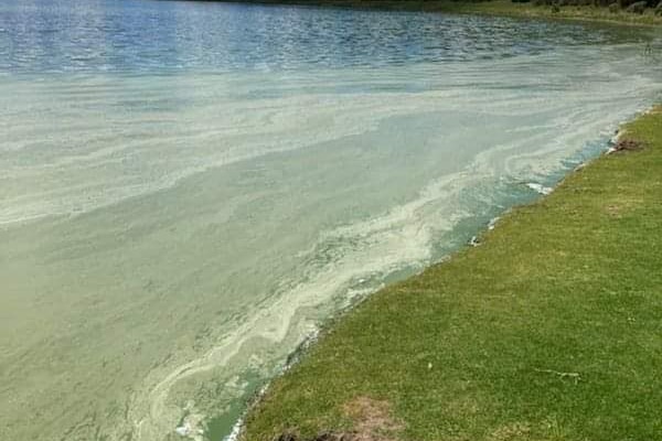 Blue green algae in lake