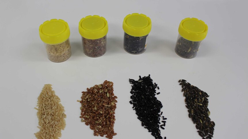 Coloured rice samples being used in research at Charles Sturt University Functional Grains Centre at Wagga Wagga.