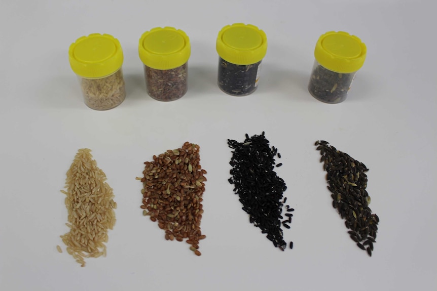 Coloured rice samples being used in research at Charles Sturt University Functional Grains Centre at Wagga Wagga.