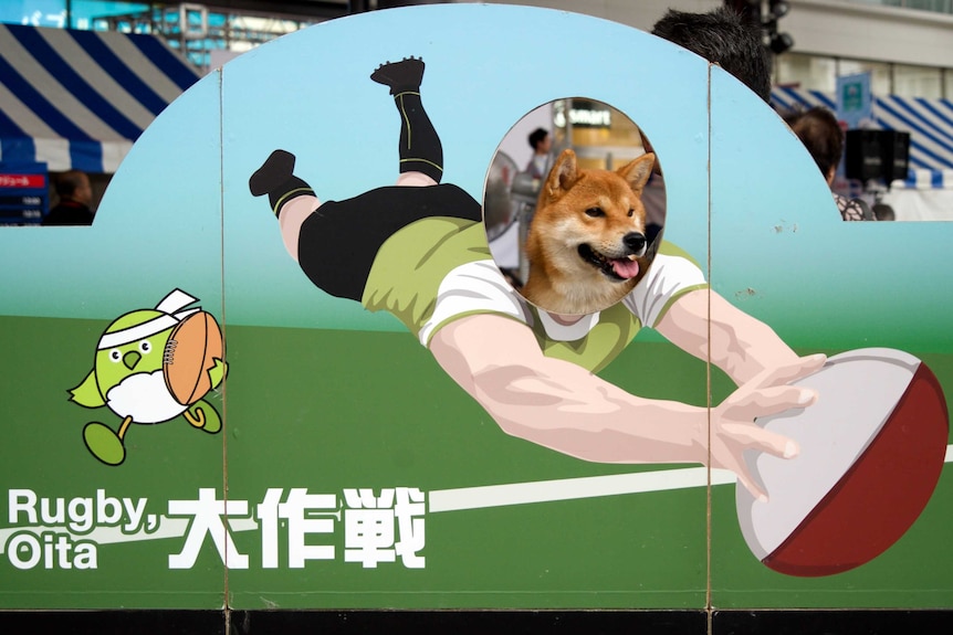 A dog sits behind a cutout of artwork showing a rugby player, making it look the like player has a dog's head.