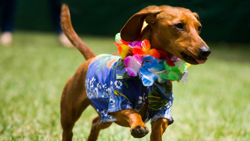 A sausage dog in a Hawaiian shirt at Bungendore Show.