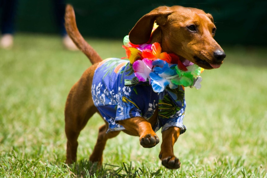A sausage dog in a Hawaiin shirt at Bungendore Show.