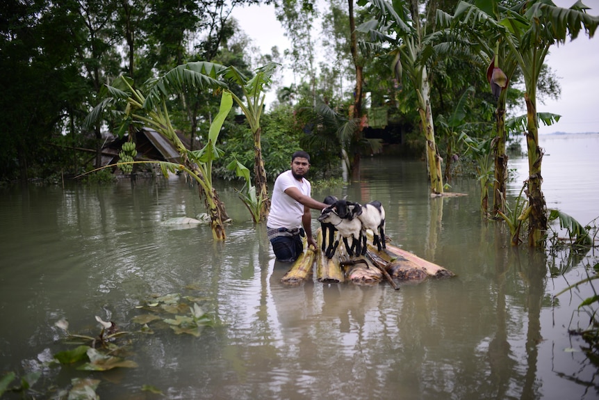 A man wades through knee-deep waters, pushing a makeshift raft with several goats on it