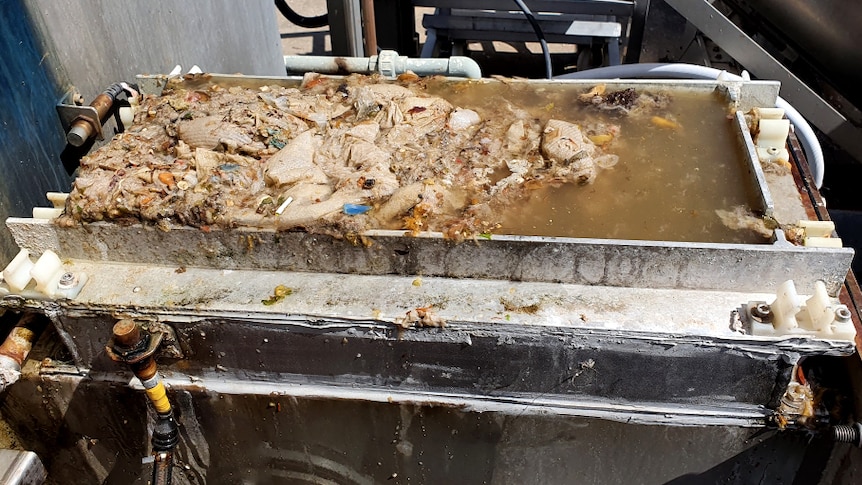 Clumps of brown paper and rubbish fill a tray filled with brown water at a wastewater treatment plant.