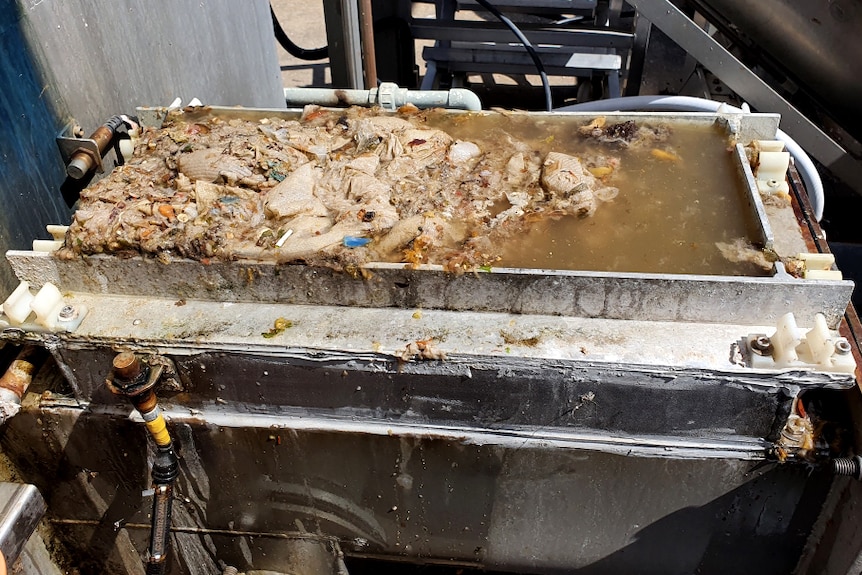 Clumps of brown paper and rubbish fill a tray filled with brown water at a wastewater treatment plant.