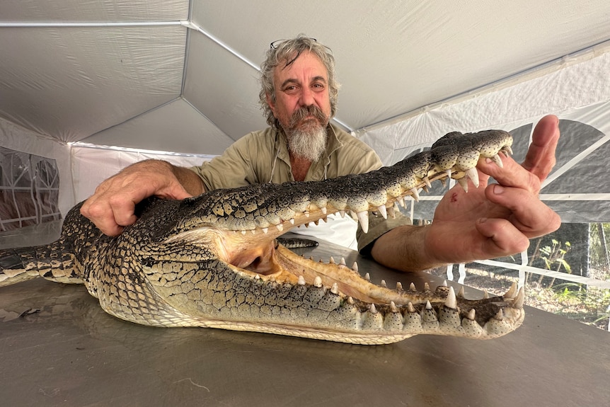 A dead crocodile is laid out onto a table with its mouth being held open by a man 