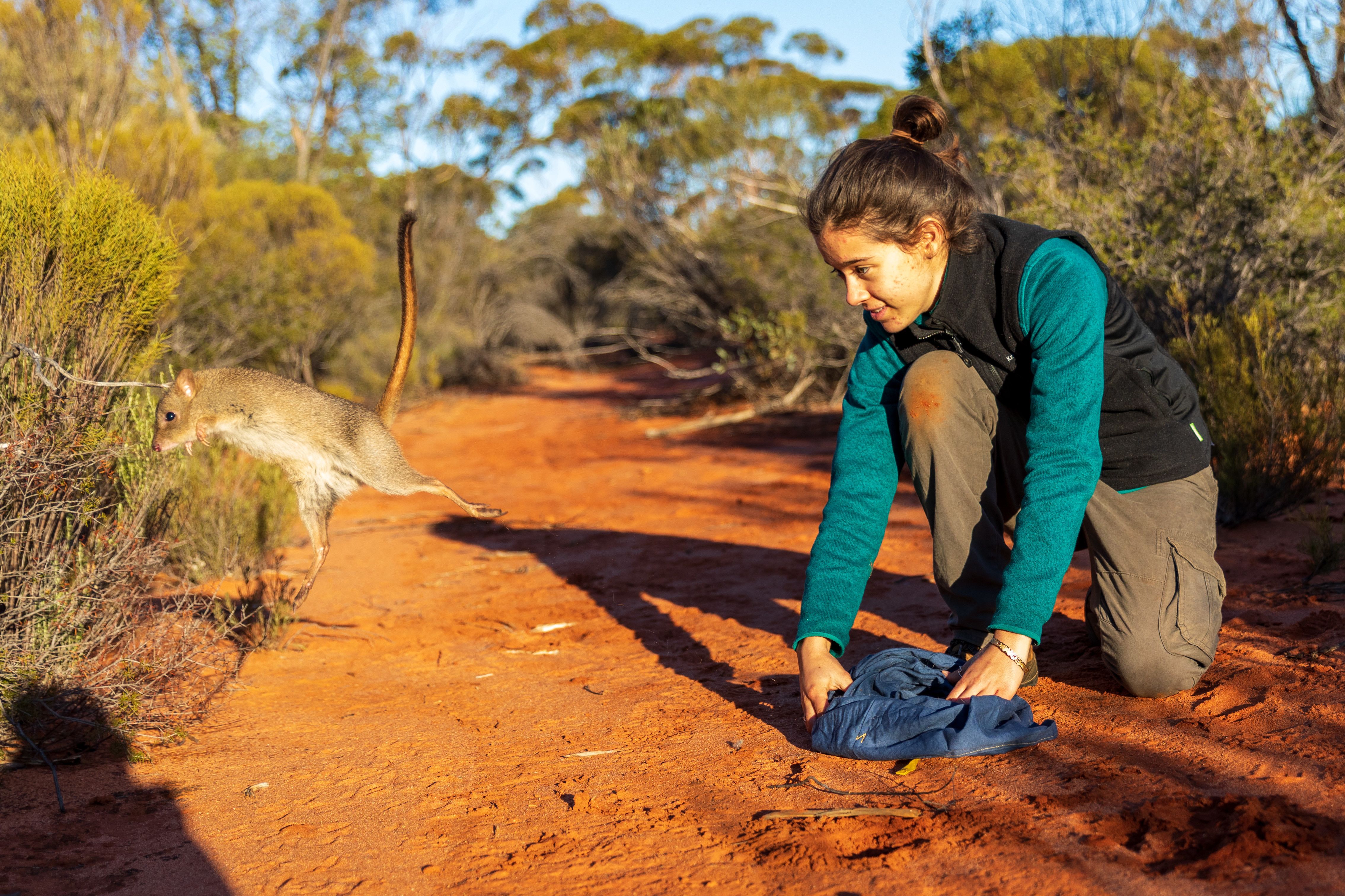 A small marsupial leaps from a blanket that a young woman is holding. They are in bush land with red dirt.
