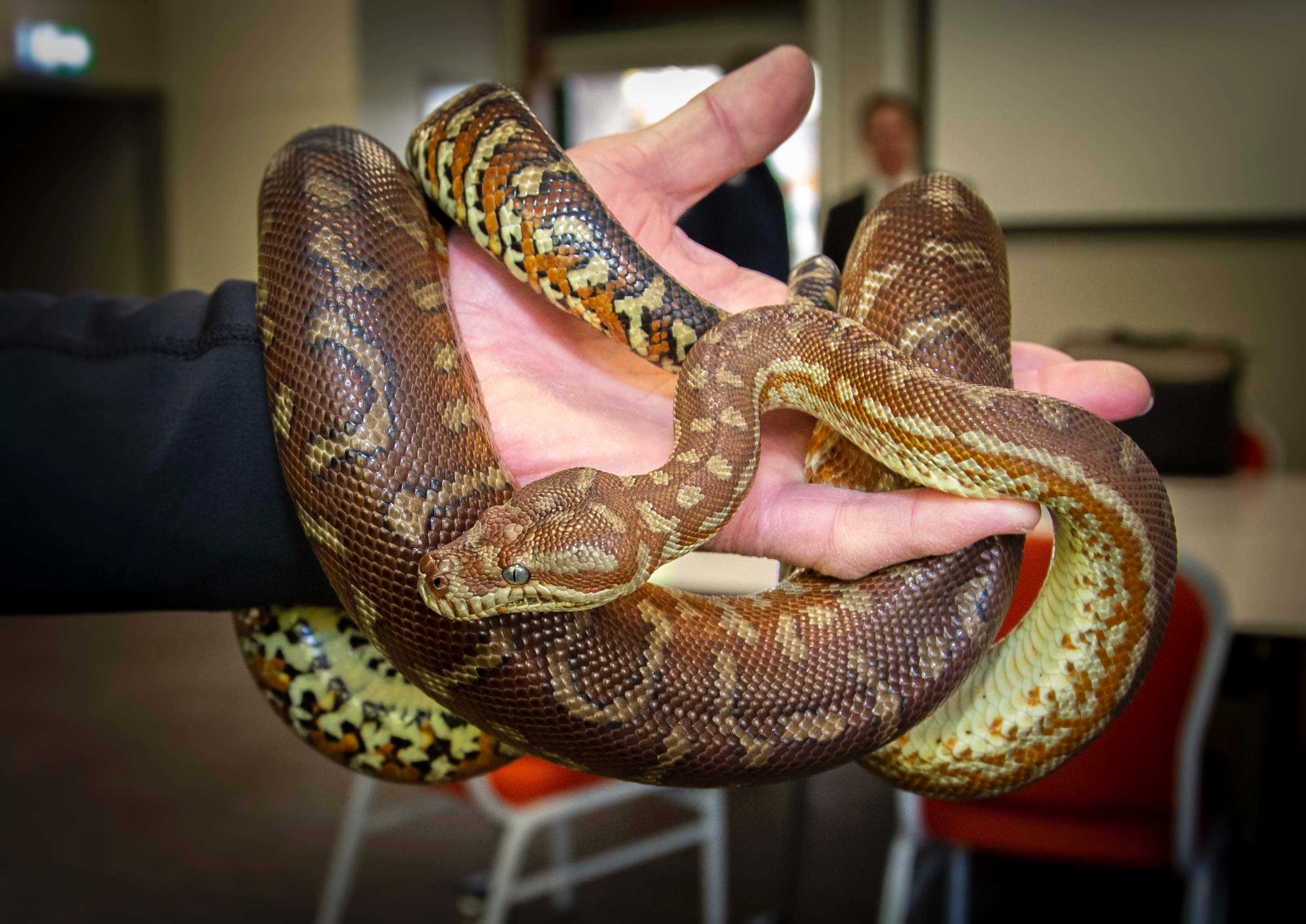 Reptiles found in socks, rice cookers during international smuggling ...