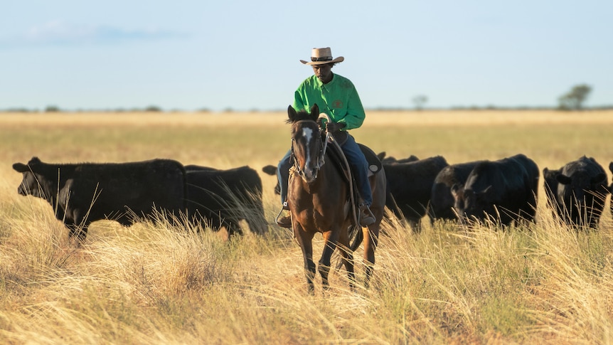 Man on horseback mustering Wagyu cattle