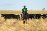 Man on horseback mustering Wagyu cattle