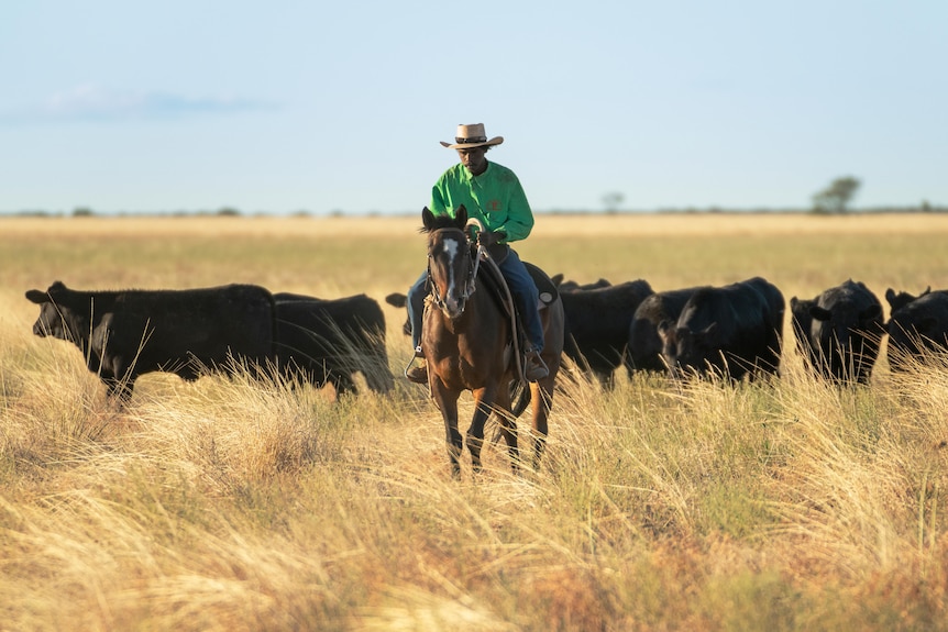 Man on horseback mustering Wagyu cattle