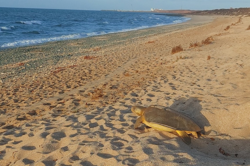 A flatback turtle leaving a nest at Bells Beach.