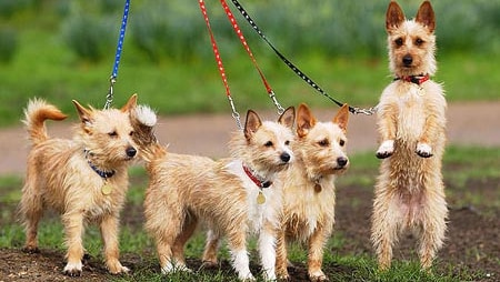 four puppies jumping up on leads