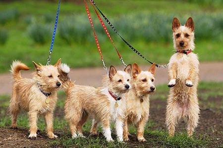 four puppies jumping up on leads