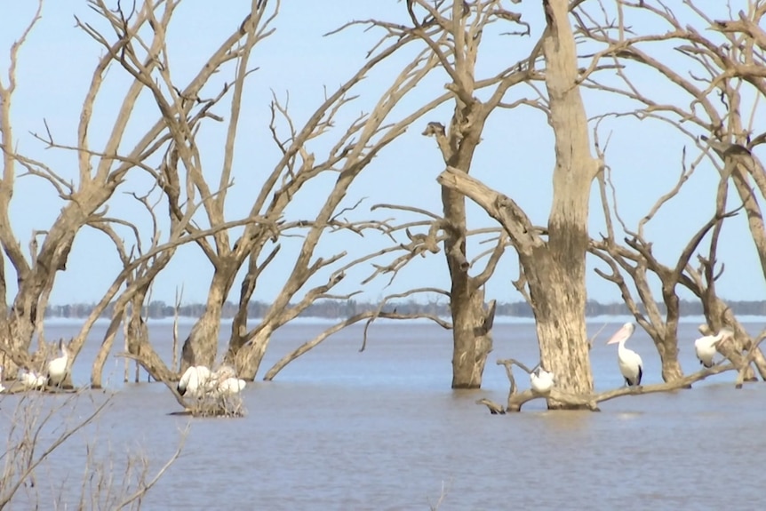 several pelicans perching on dead trees in a lake