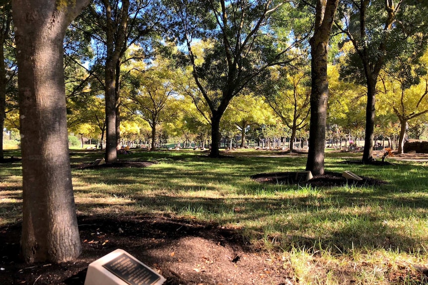 A memorial plaque beneath one of the trees in a grove in a cemetery