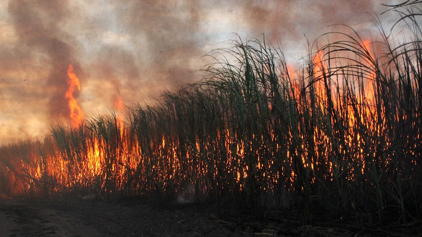 Cane fires alight ahead of harvesting