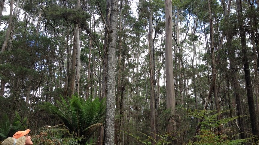 Tasmanians Barbara and Stewart Hoyt in a regrowth forest