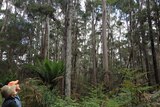 Tasmanians Barbara and Stewart Hoyt in a regrowth forest, surrounded with Brooker gums and ferns, that will be logged.