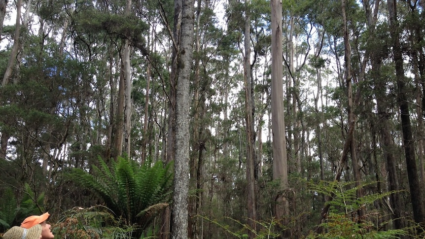 Tasmanians Barbara and Stewart Hoyt in a regrowth forest, surrounded with Brooker gums and ferns, that will be logged.