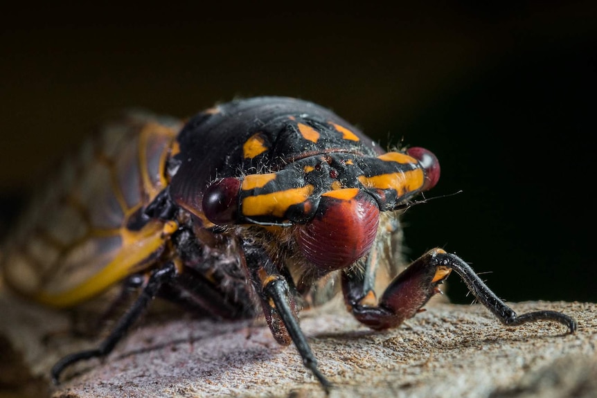 Close up of a cherry nose cicada.