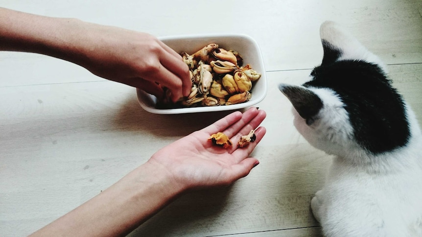 human hands taking mussels from bowl to feed a cat who's head and ears can be seen.