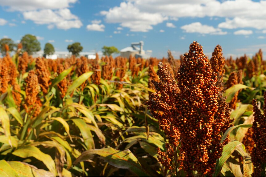 A close up of a ripe sorghum crop in Southern Queensland.