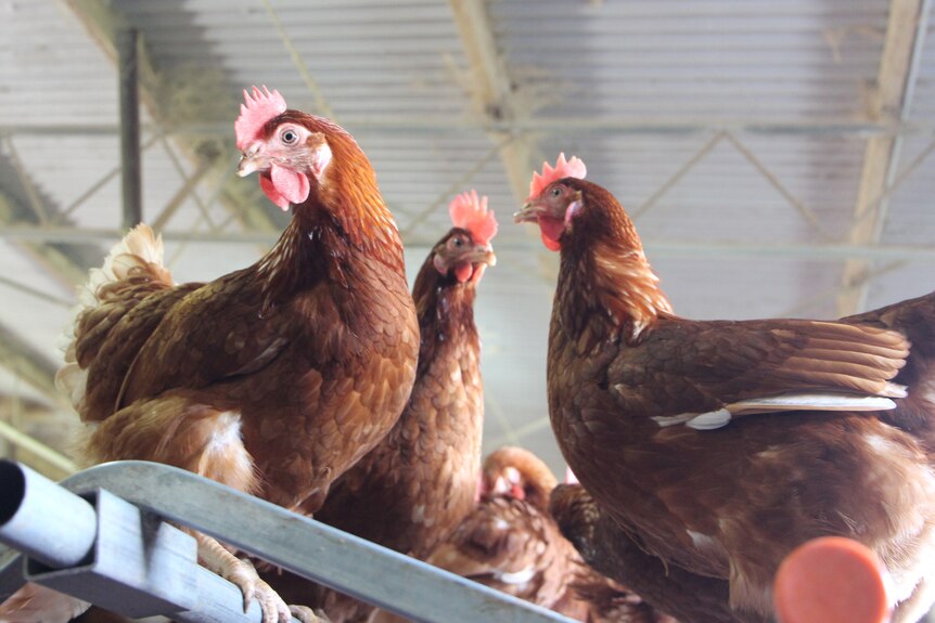 A few ginger hens sitting on steel bars in a barn.