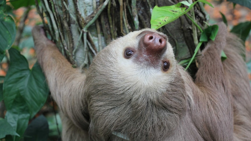 Two-fingered sloth with a Daily Diary tag in Costa Rica looking backwards over its head
