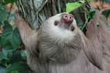 Two-fingered sloth with a Daily Diary tag in Costa Rica looking backwards over its head