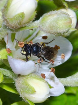 The yellow-faced bee in Hawaii has been added to the endangered species list.