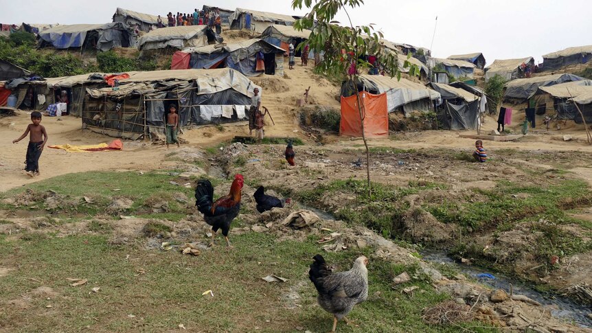Chickens in the refugee camp