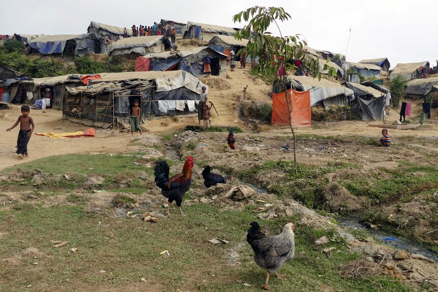 Chickens in the refugee camp