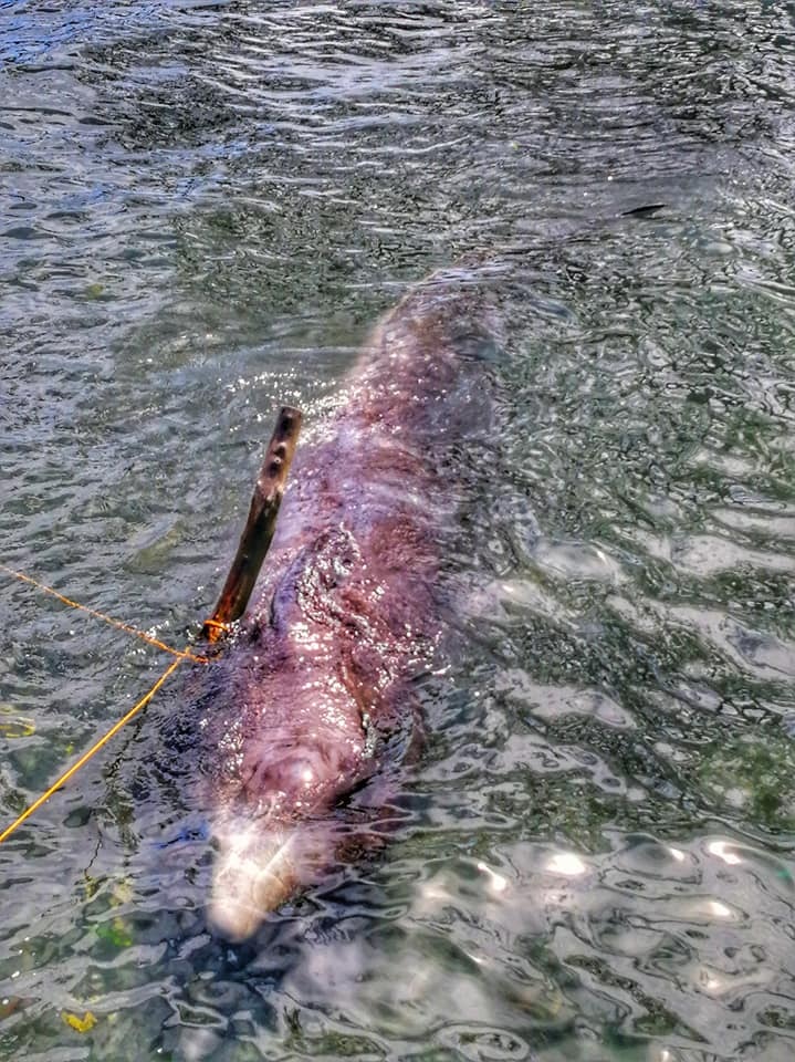 A whale can swims close to the surface in shallow waters