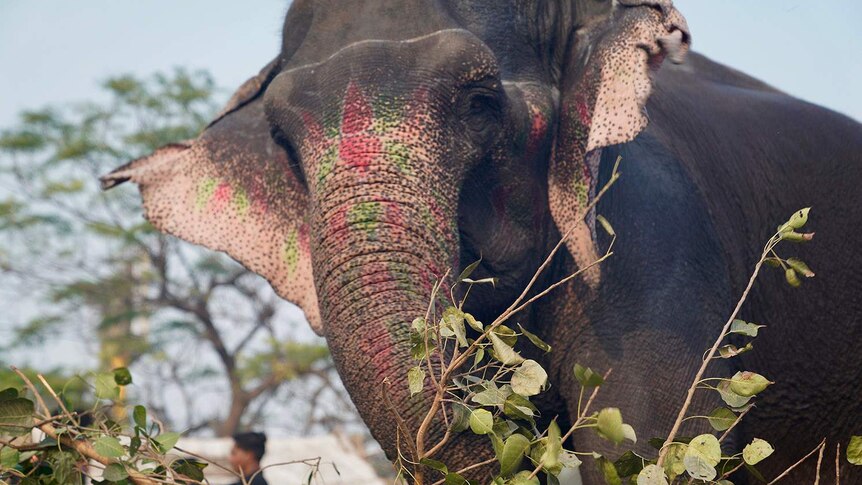 An elephant with colourful markings on its face and ears.