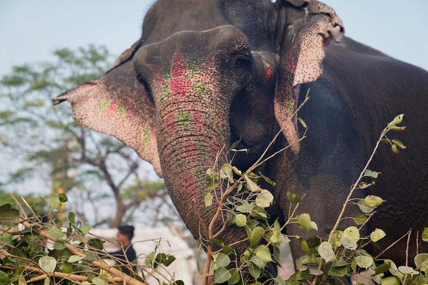 An elephant with colourful markings on its face and ears.