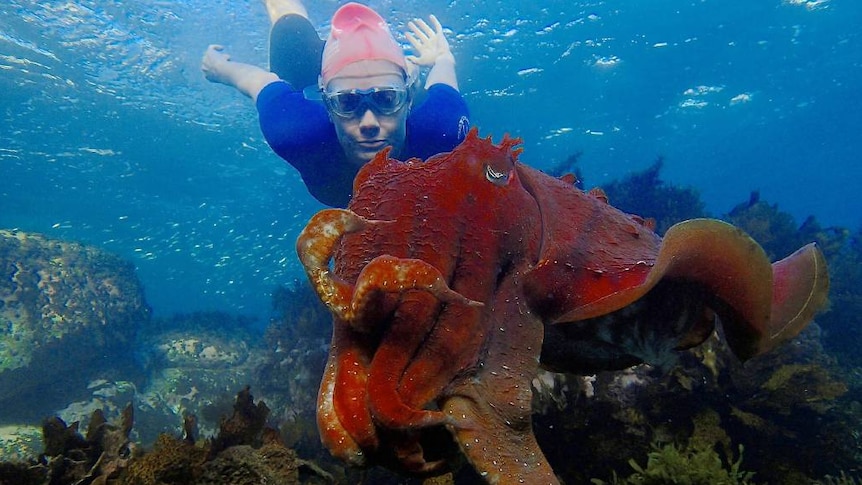 Julia Baird face-to-face with a cuttlefish during her daily beach swims.