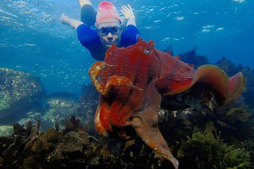 Julia Baird face-to-face with a cuttlefish during her daily beach swims.