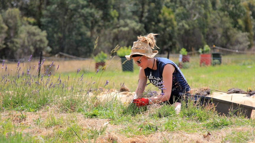 Woman in a hat with blonde dreads sticking out the top picking lavender