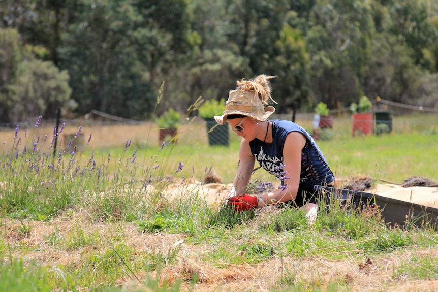 Woman in a hat with blonde dreads sticking out the top picking lavender