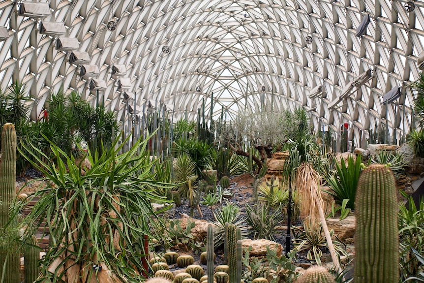 Statuesque cacti and succulents fill a glass conservatory in Shanghai.