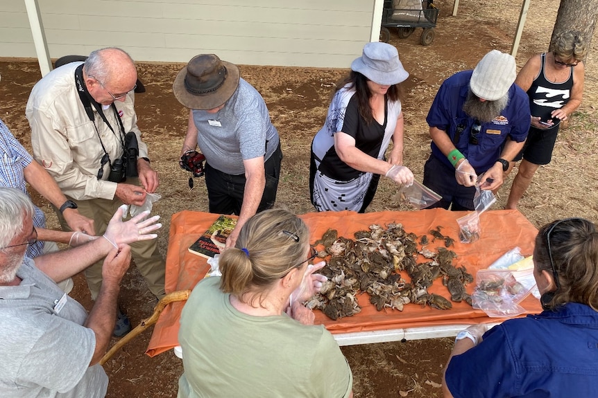 people crowding around a table with cane frogs on it 