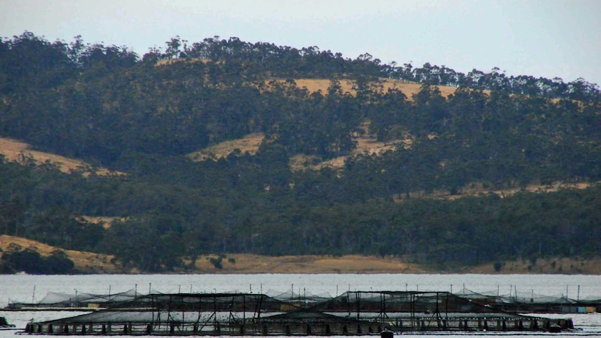 Salmon farm Tasmania