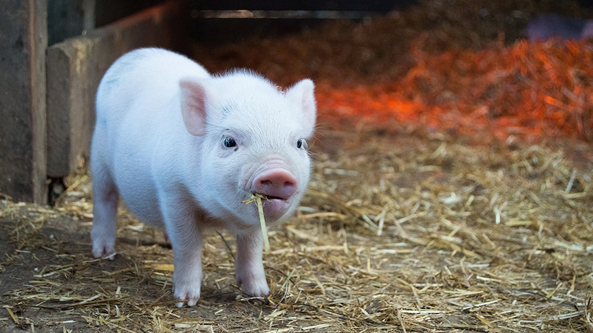 A white piglet chews on a piece of hay.