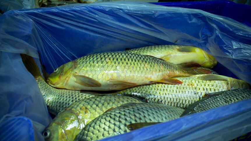 Carp packed in a blue crate.
